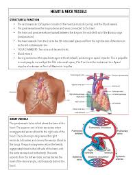 Image result for Point of Maximum Impulse