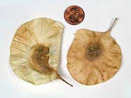 Image result for Pterocarpus