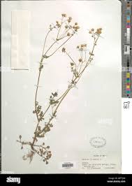 Image result for Senecio sp.no.2