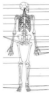 This framework consists of many individual bones and cartilages. Blank Skeletal System Diagram Human Body Anatomy