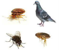 Whether the problem is a cockroach infestation, birds, bed. East London Pest Control Rentokil South Africa