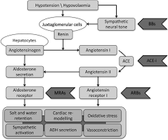 Check spelling or type a new query. The Renin Angiotensin Aldosterone System In Heart Failure For The Non Specialist The Past The Present And The Future Postgraduate Medical Journal