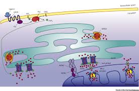 The endoplasmic reticulum (er) is a network of flattened sacs and branching tubules that extends throughout the cytoplasm in plant and animal cells. Calcium At The Center Of Cell Signaling Interplay Between Endoplasmic Reticulum Mitochondria And Lysosomes Trends In Biochemical Sciences
