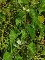 Image result for Jacquemontia paniculata