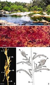 Image result for Tristicha trifaria