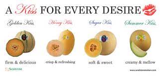Let's begin with a brief know how and understand how kiss melon s. Sandstone Melons Spills The Details On The Company S Proprietary Sandstone Kiss Melon Andnowuknow