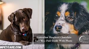 Chocolate lab mix puppy, a washington labrador retriever dog was adopted! Australian Shepherd Chocolate Lab Mix Full Guide With Photo