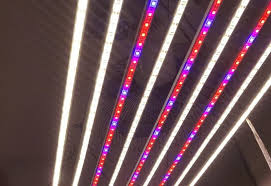 We did not find results for: Led Grow Lights South Africa Full Spectrum Quantum Boards And Diy Cannabis Connect
