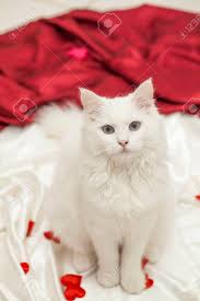 4.6 out of 5 stars 72 ratings. Cute White Cat With Big Eyes Stock Photo Picture And Royalty Free Image Image 101067853