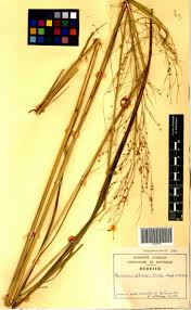 Image result for Panicum phragmitoides