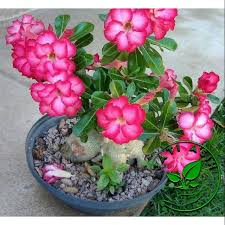Bunga adenium mekar dan lebat tentunya ingin dinikmati oleh setiap orang pecinta adenium. Bibit Bunga Adenium Obesum Bibit Bunga Kamboja Jepang Shopee Indonesia