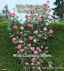 Grow Beautiful Climbing Roses With Heirloom Roses Rose Grimpante Fleurs Printemps Rosier
