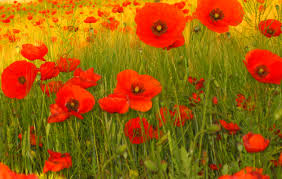 Resultado de imagen para amapolas