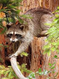 10 Charming Animals Whose Names Begin With The Letter R Raccoon Cute Animal Pictures Animals Cute Animals