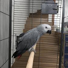 Exotic Bird Eggs For Sale Talking African Grey Parrots For Sale African Grey Parrot Parrot African Grey