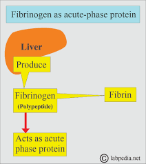 Image result for Fibrinogen