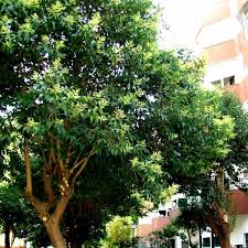 Image result for Ligustrum lucidum