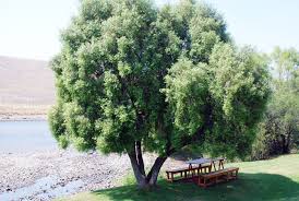 Image result for Maytenus