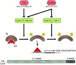 It shows the cytoplasm, nucleus, cell membrane, cell wall, mitochondria, permanent vacuole, and chloroplasts. Size Control The Regulation Of Cell Numbers In Animal Development Cell