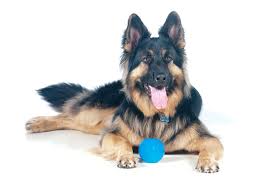 King Shepherd