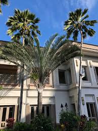 Image result for Dypsis decaryi