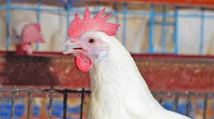 Poultry Farming: Taking The First Steps | Pilmico