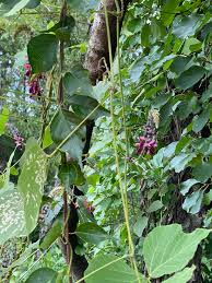 Image result for Pueraria