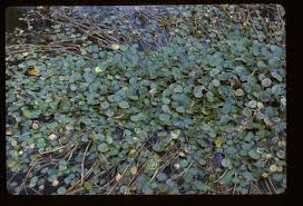 Image result for Nymphoides milnei