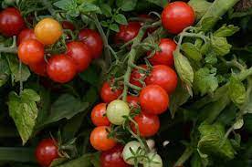 potager tomate canabec super centre jardin botanix tomates cerises tomates tomates farcies