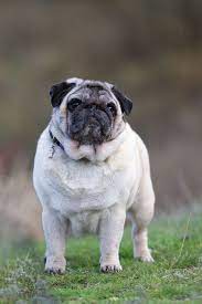 Pug Dog Pug Dog Pug Breed Pugs