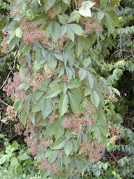 Image result for Parthenocissus
