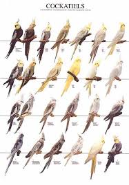 Cockatiels Poster Justforbirds Net Everything Reminds Me Of