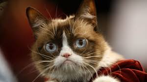 Cat teeth are sturdy but can be cracked or broken. 15 Facts About Grumpy Cat Mental Floss