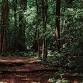 3 Days Forest Bathing Retreat Thailand event image