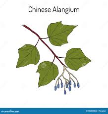 Image result for Alangium chinense