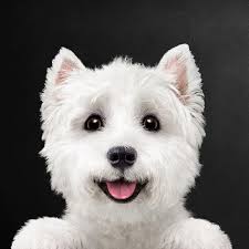 Cesar Canine Cuisine (@Cesar) • Facebook