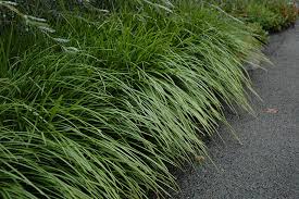 Image result for Lily Turf