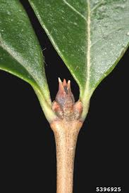 Image result for ligustrum ovalifolium