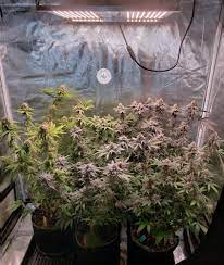 Maybe you would like to learn more about one of these? 5 Best Led Grow Lights 2021 Yields Speed Bud Quality Grow Weed Easy