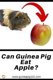 Pin On Guinea Pig Food