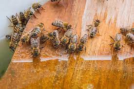 Bees leave behind a scent that attracts other bees to the area. Bee Removal Service Las Vegas Flatliners Pest Control