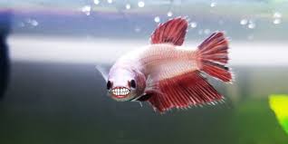 Betta Fish Diseases How To Treat A Sick Betta Fish Bettafish Org Betta Fish Betta Betta Fish Tank