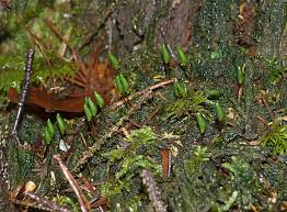 Image result for Porphyrostemma