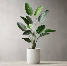 Bird Of Paradise Palm Plant Care Grand Faux Bird Of Paradise Tree 6 Plant Decor Faux Tree Birds Of Paradise Plant