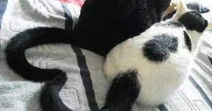 irina zhdanyuk patronina odnoklassniki cute baby animals cute cats baby cats