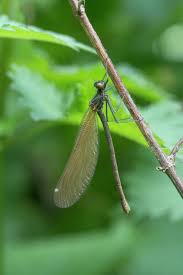 Image result for Pterygota