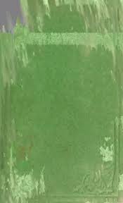 Image result for Millettia psilopetala