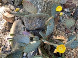 Choose from 20000+ blooming cactus graphic resources and download in the form of sorry, your download speed is too frequent, and the system suspects that there is a risk of robot operation. Garden Katysblog