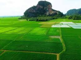 Kehijauan Sawah Padi Di Kodiang Kedah Malaysia Kedah Padi Kodiang