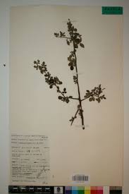Image result for Commiphora angolensis